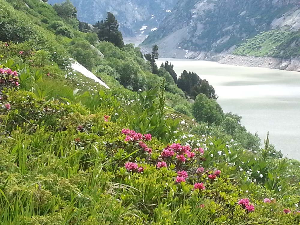 Blumenmeer Grimsel (Bild: Peter Anderegg)